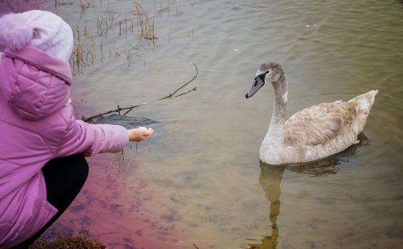 A girl feeds a young Swan with her hand on the river Bank.Selective focus