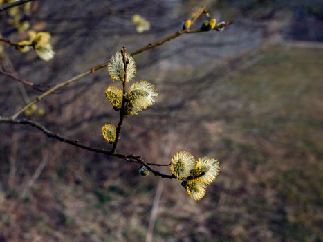 Pussy willow on the branch, yellow blooming verba in spring forest. Palm Sunday symbol.