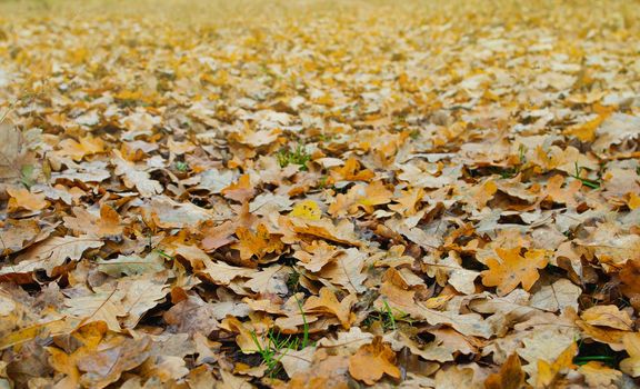 Fallen oak leaves outdoors with selective focus
