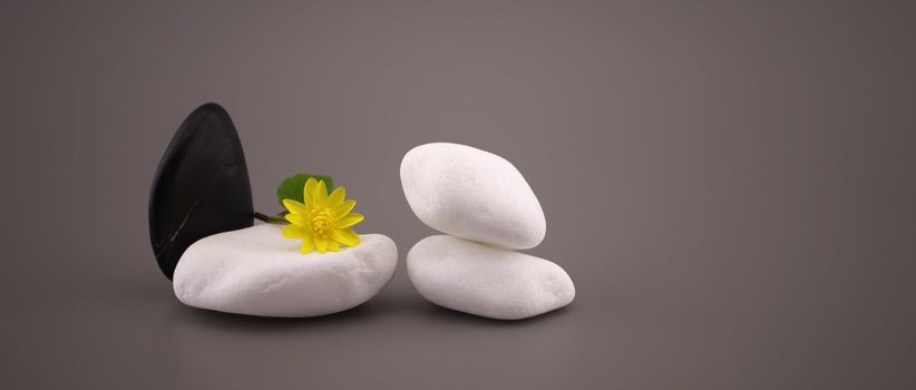 Black and white stones and yellow spring flower, spa still life in a panorama design template on grey with copyspace and side vignette