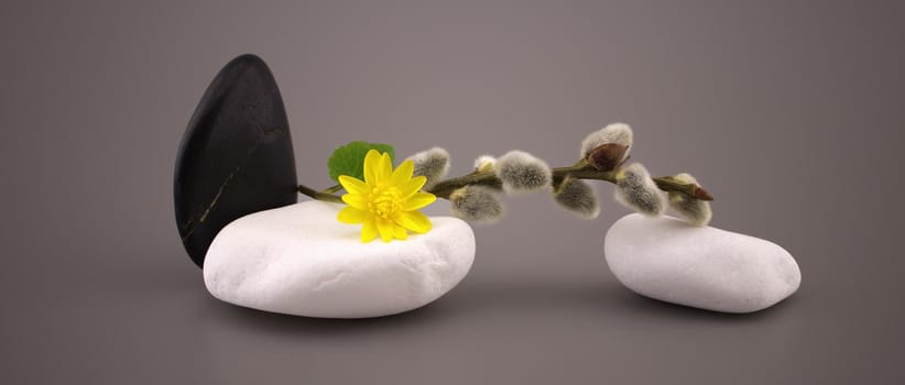 Black and white stones and yellow spring flower, catkin twig in a spa still life in a panorama design template on grey with copyspace and side vignette