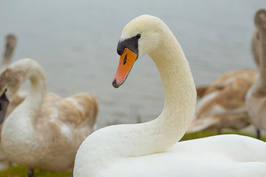 White Swan on the pond near the city beach.Close up