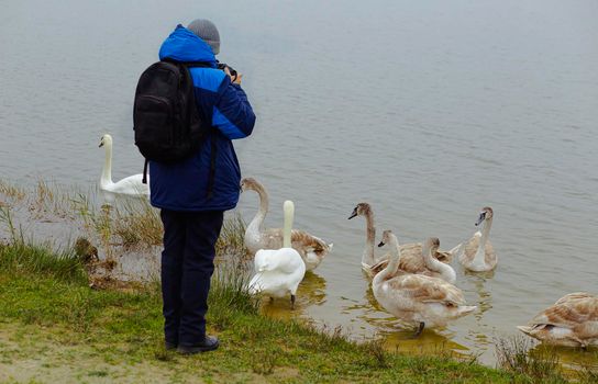 A young boy photographs nature in the Park and swans near the water