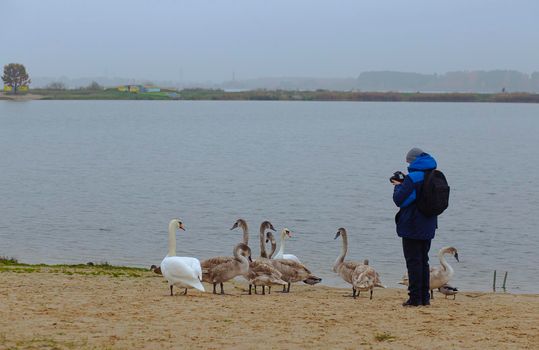 A young boy in cloudy weather photographs nature in the Park and swans near the water