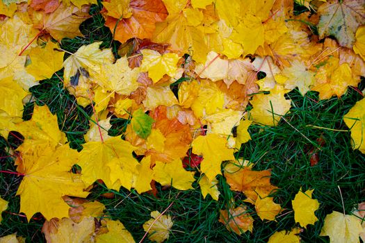 Maple leaves on the grass in the city park.