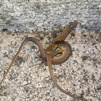 Two Lizards Having Sex Macro