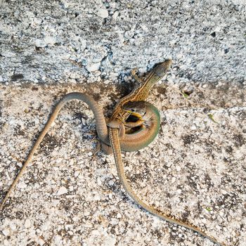 Two Lizards Having Sex Macro