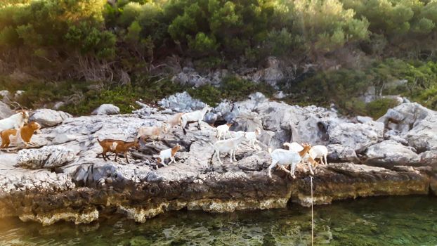 Goats At Sea Background