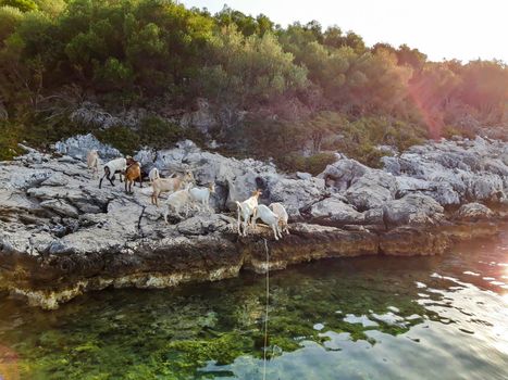 Goats At Sea Background