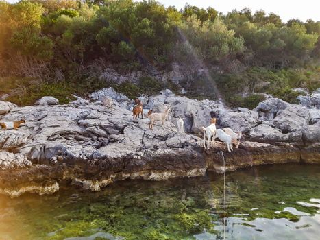 Goats At Sea Background