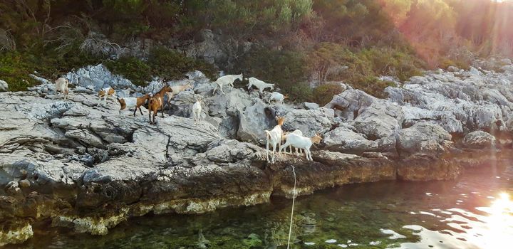 Goats At Sea Background