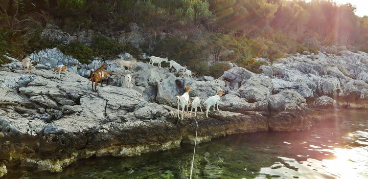 Goats At Sea Background