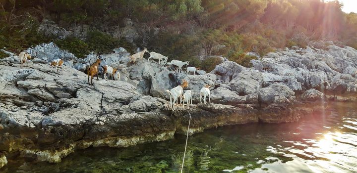 Goats At Sea Background