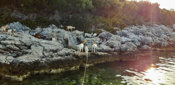 Goats At Sea Background