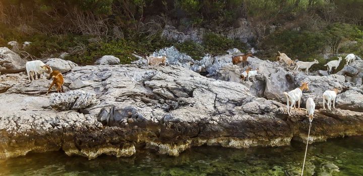 Goats At Sea Background