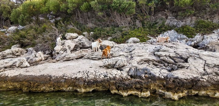 Goats At Sea Background