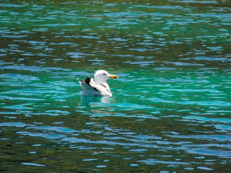 Seagull Swimming Close Up Wallpaper