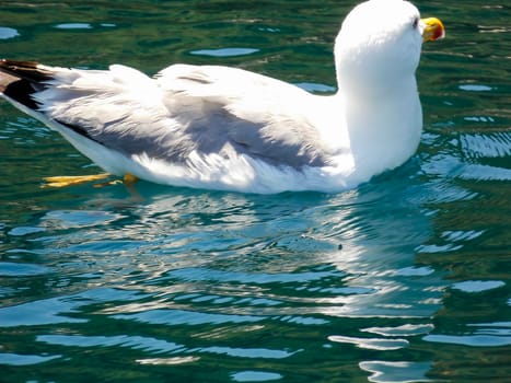 Seagull Swimming Close Up Wallpaper