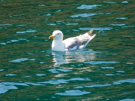 Seagull Swimming Close Up Wallpaper