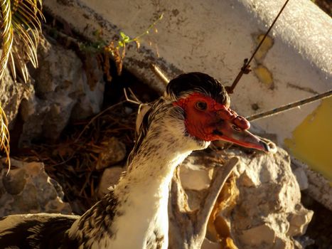 Male Muscovy Duck Close Up