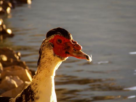 Male Muscovy Duck Close Up