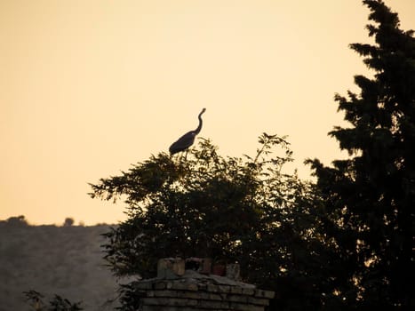 Heron Landscape Wallpaper Background Photo