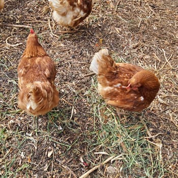 Organic Free Range Chicken Farm