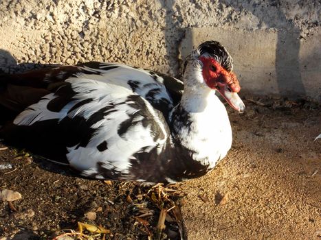 Male Muscovy Duck Close Up