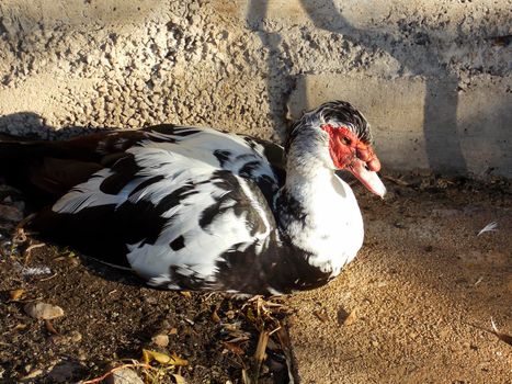 Male Muscovy Duck Close Up