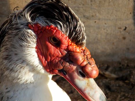 Male Muscovy Duck Close Up