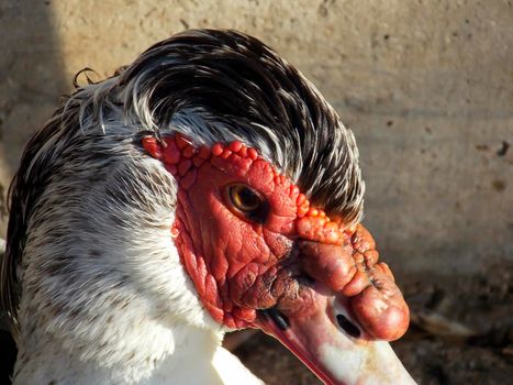 Male Muscovy Duck Close Up