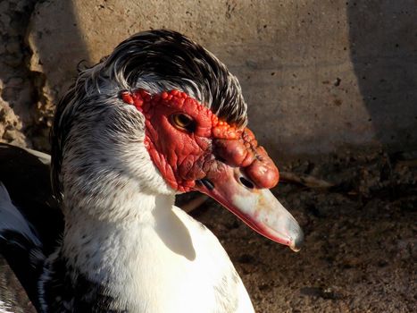 Male Muscovy Duck Close Up