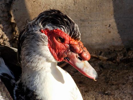 Male Muscovy Duck Close Up