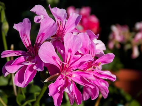 Pink Ivyleaf Geranium Close Up