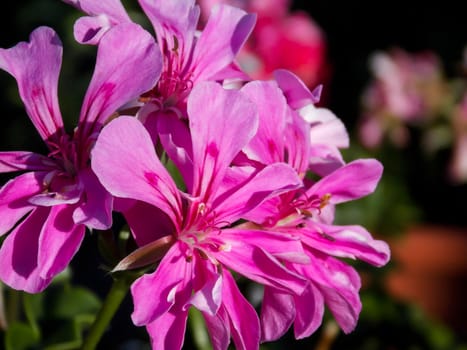 Pink Ivyleaf Geranium Close Up