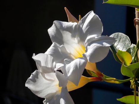 White Chilean Jasmine Close Up