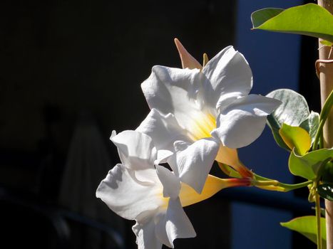 White Chilean Jasmine Close Up