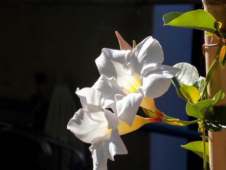 White Chilean Jasmine Close Up