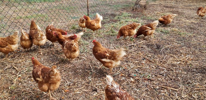 Organic Free Range Chicken Farm