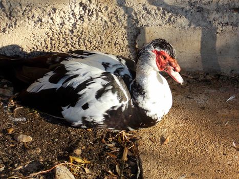 Male Muscovy Duck Close Up