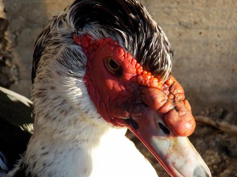 Male Muscovy Duck Close Up