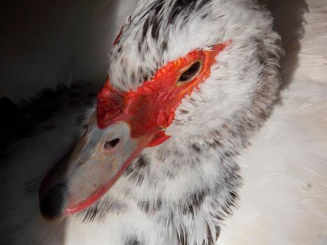 Female Muscovy Duck Close Up
