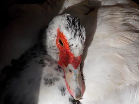 Female Muscovy Duck Close Up