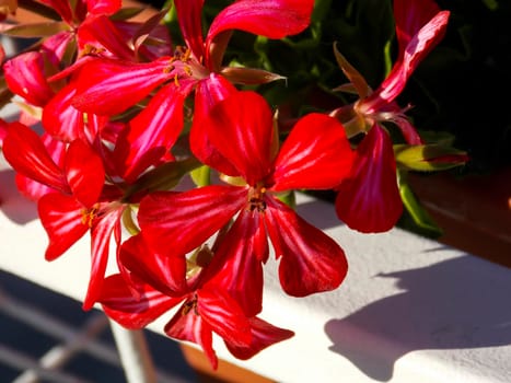 Red Ivyleaf Geranium Close Up