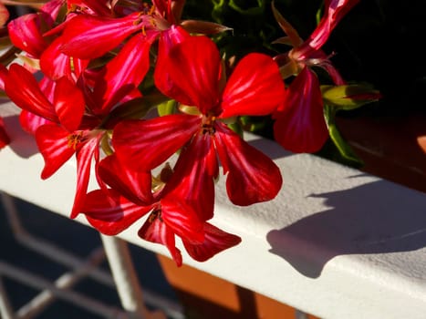 Red Ivyleaf Geranium Close Up