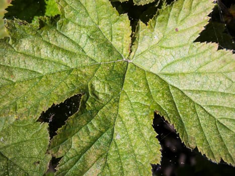 rosaceae potentilla leaf close up