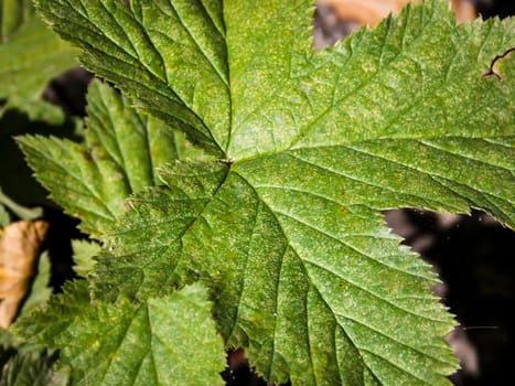 rosaceae potentilla leaf close up