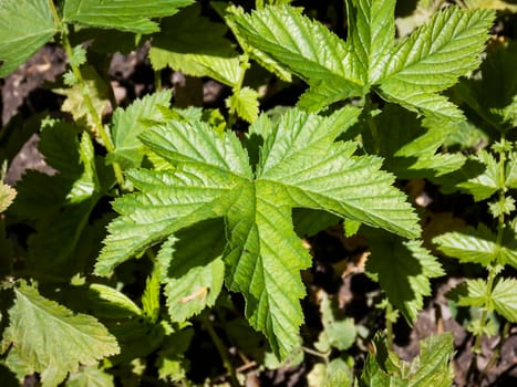 rosaceae potentilla leaf close up