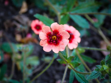 potentilla hopwoodiana sweet close up