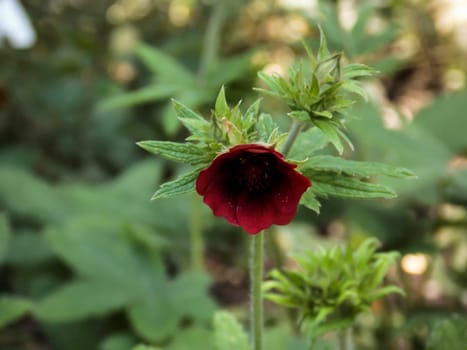 monarsch's velvet flower close up